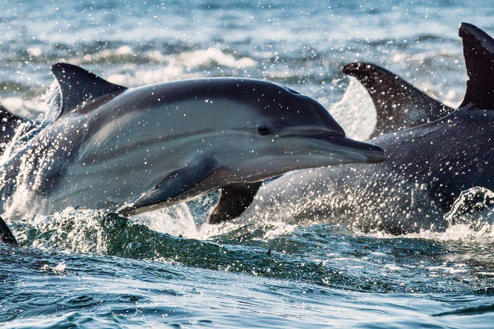 Extinct dolphin was an apex predator 25 million years ago