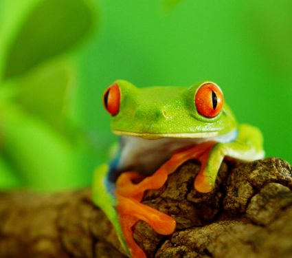 shutterstock_263721281.jpg