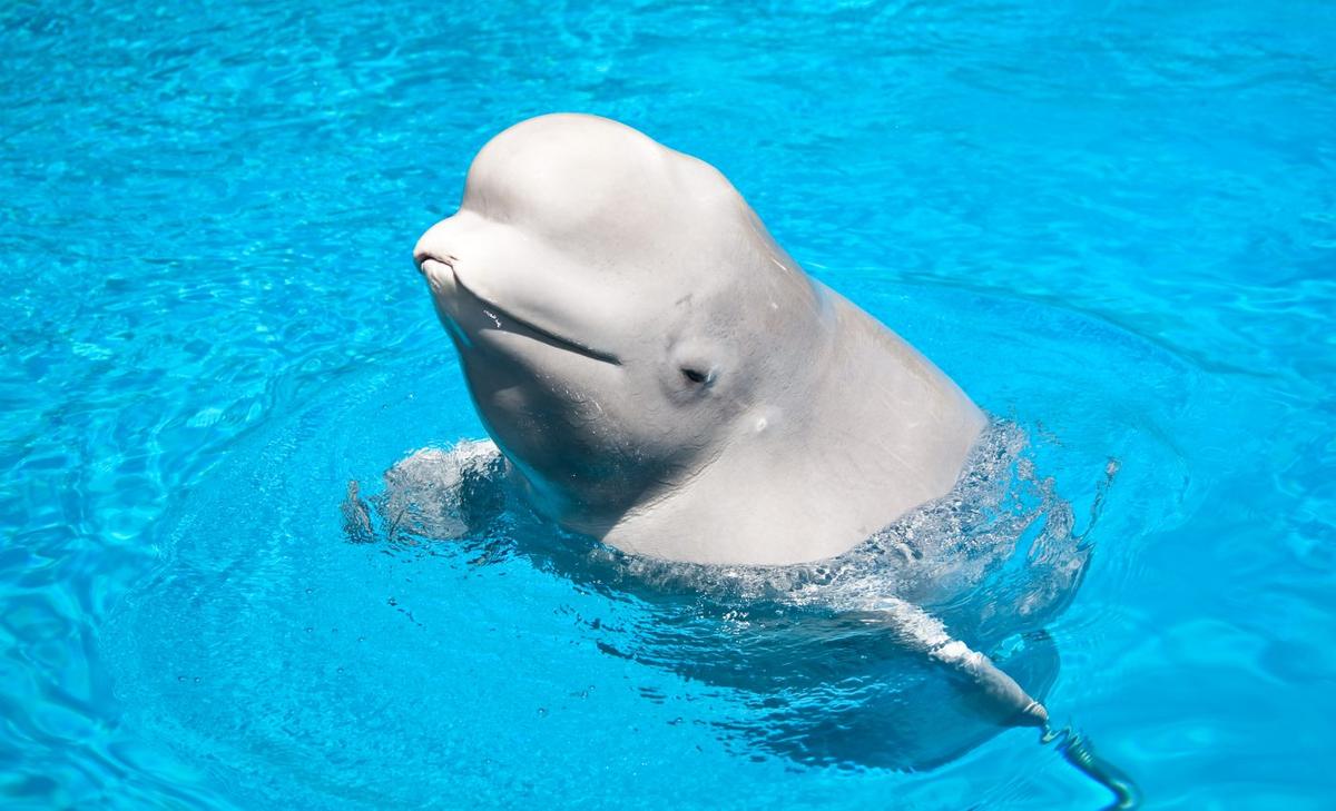 Beluga whales form complex social networks like humans