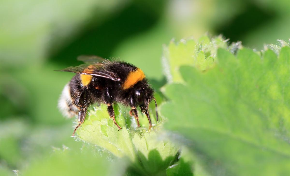 Bees have been enduring a pandemic for decades