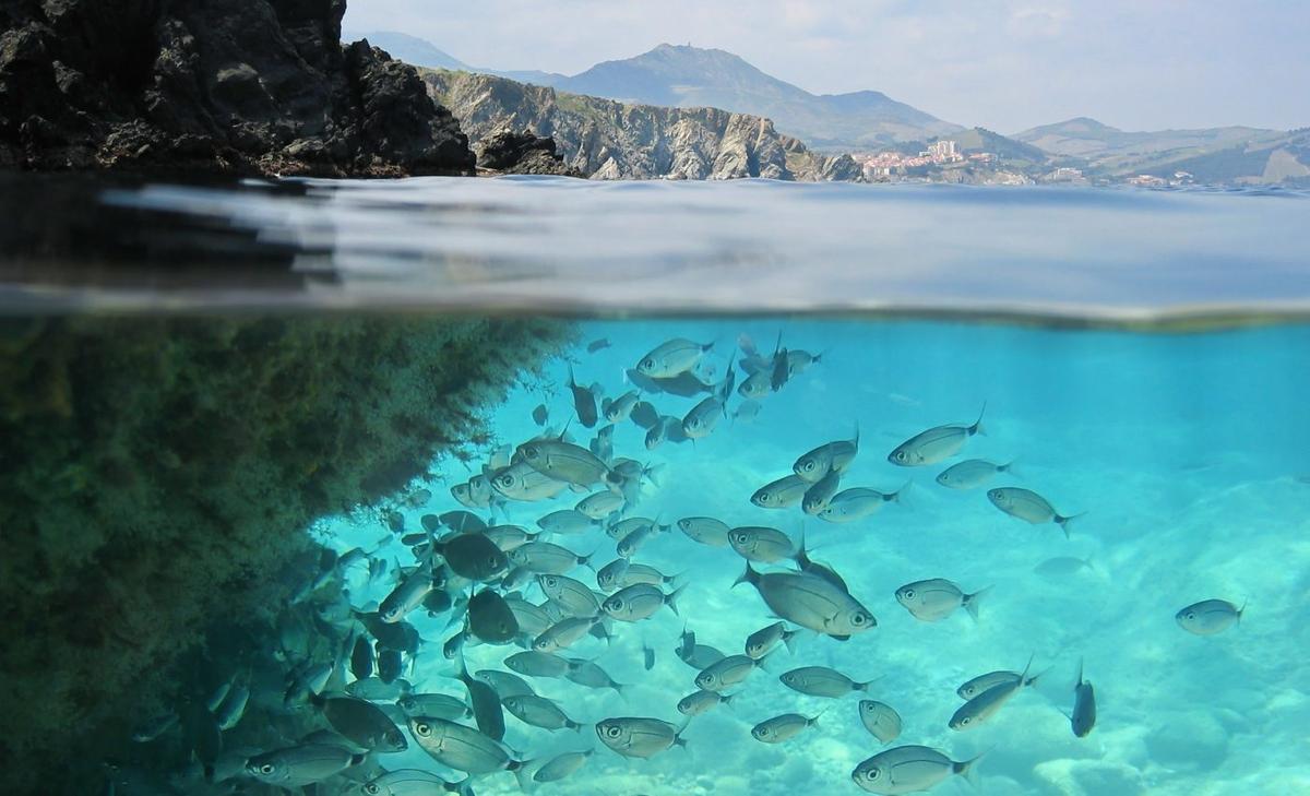 Winter warming will rapidly alter fish diversity