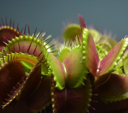 shutterstock_1431271700-1.jpg