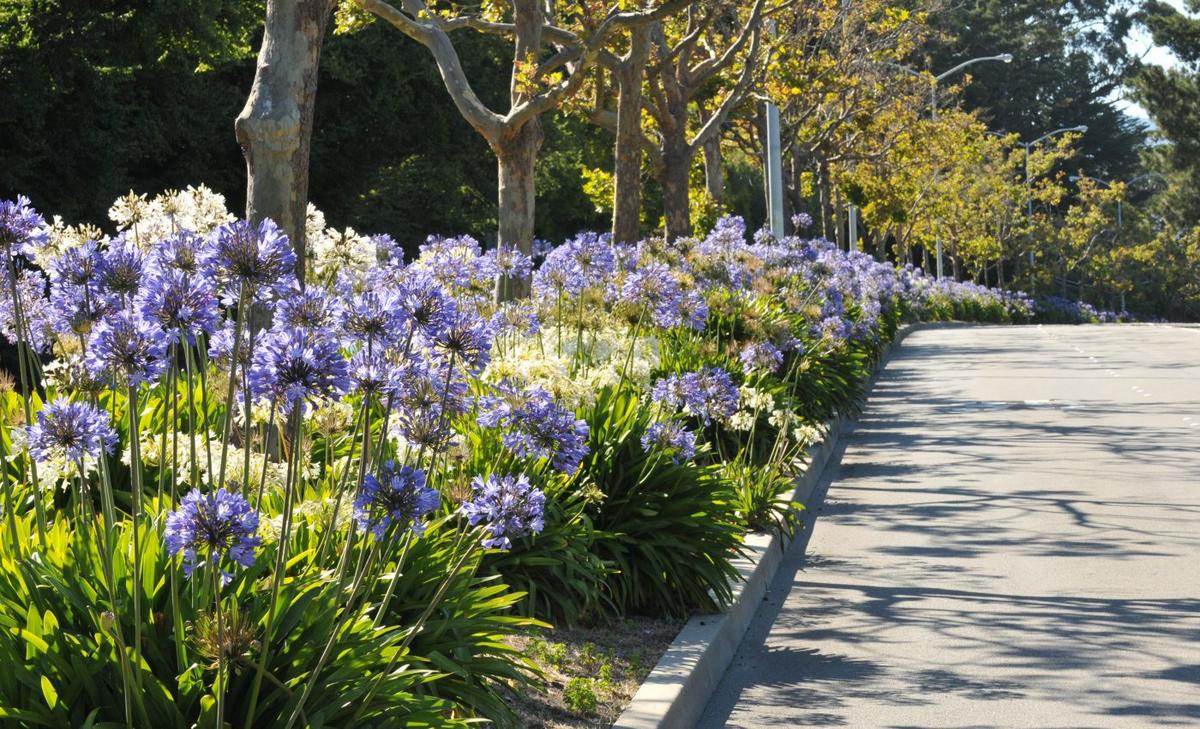 Road medians could potentially reverse the decline of pollinators