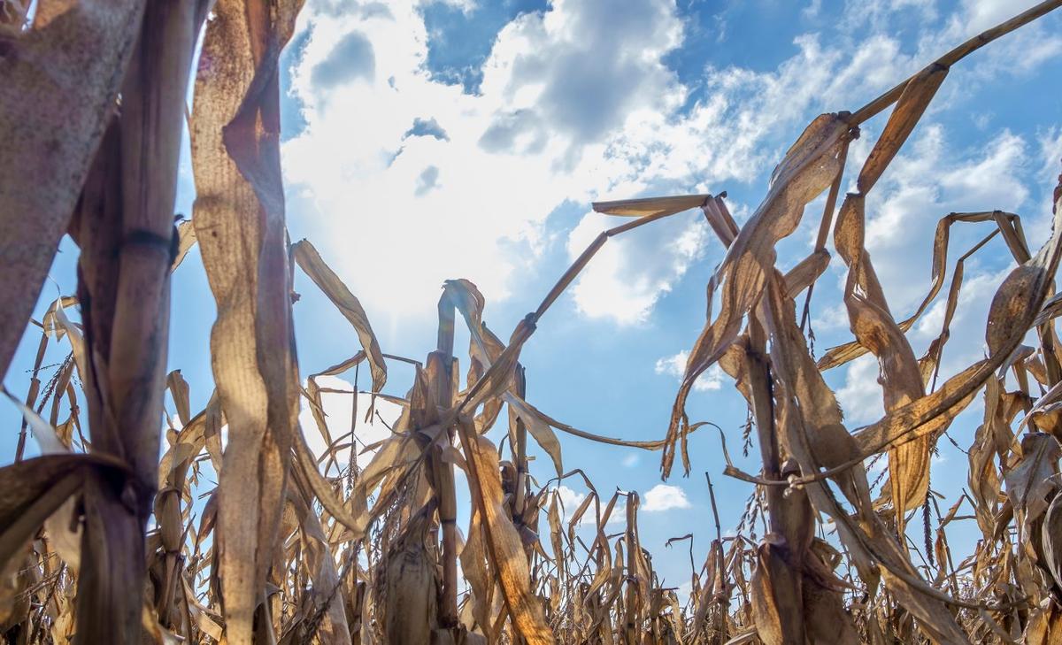 Scientists identify early warning signals of heat waves