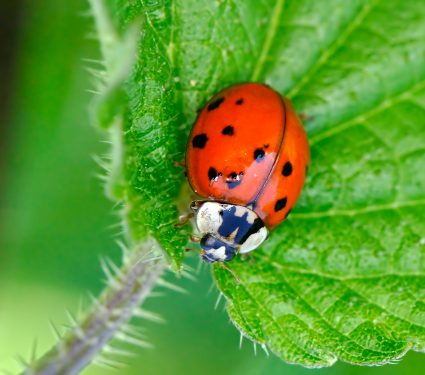 shutterstock_1048409527.jpg