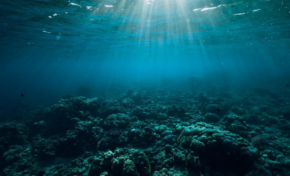 Scientists discover fish so black they vanish in light