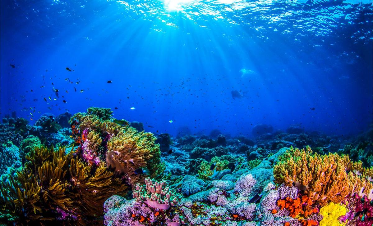 Genetics will show which corals can resist bleaching