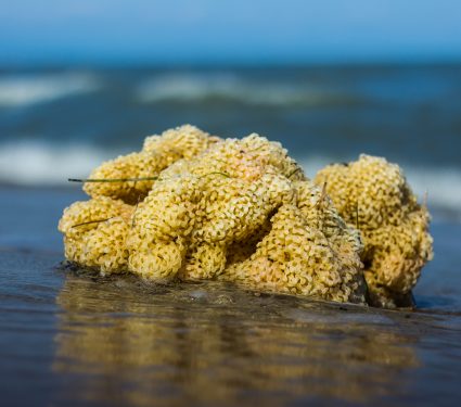 shutterstock_472023439.jpg