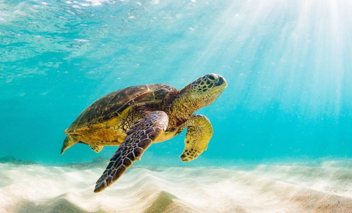 Sea turtles travel far off track due to faulty navigation