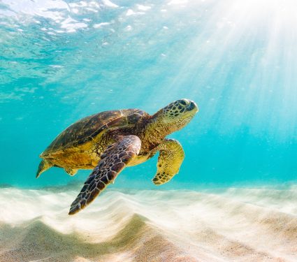 shutterstock_649719169.jpg