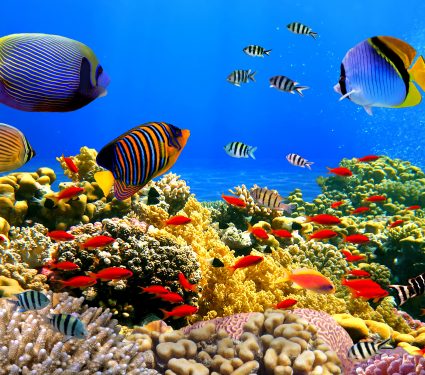 shutterstock_110277251.jpg