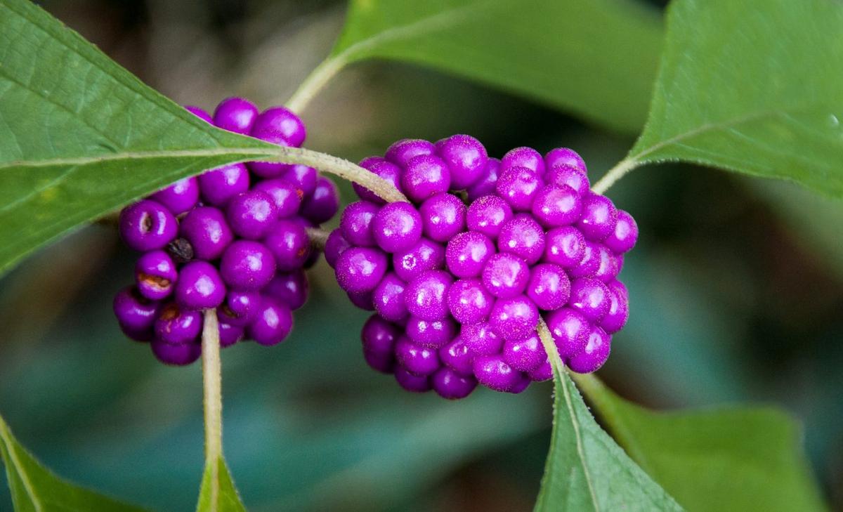Beautyberry compound can fight antibiotic resistance