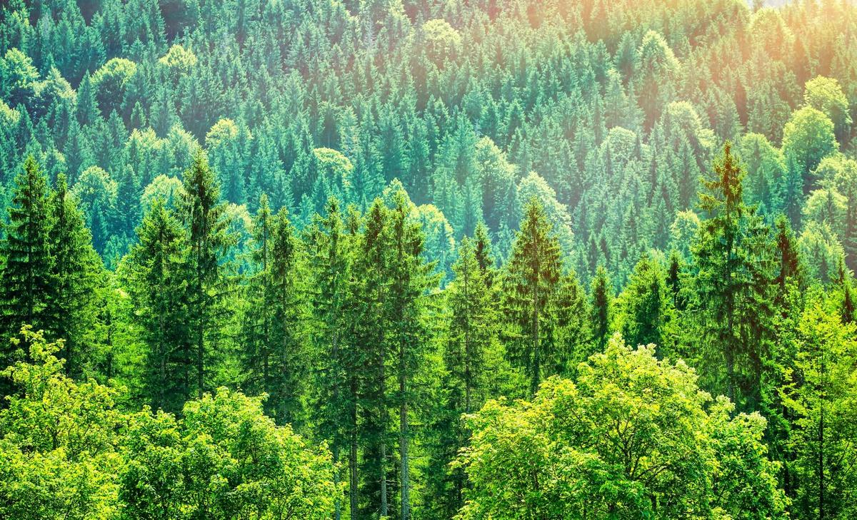 European forests struggle to recover from 2018 drought
