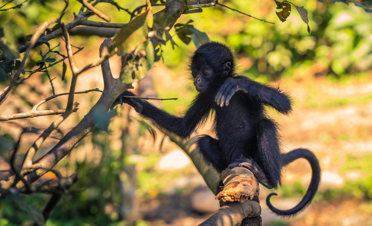 Spider monkeys use collective wisdom to find more food