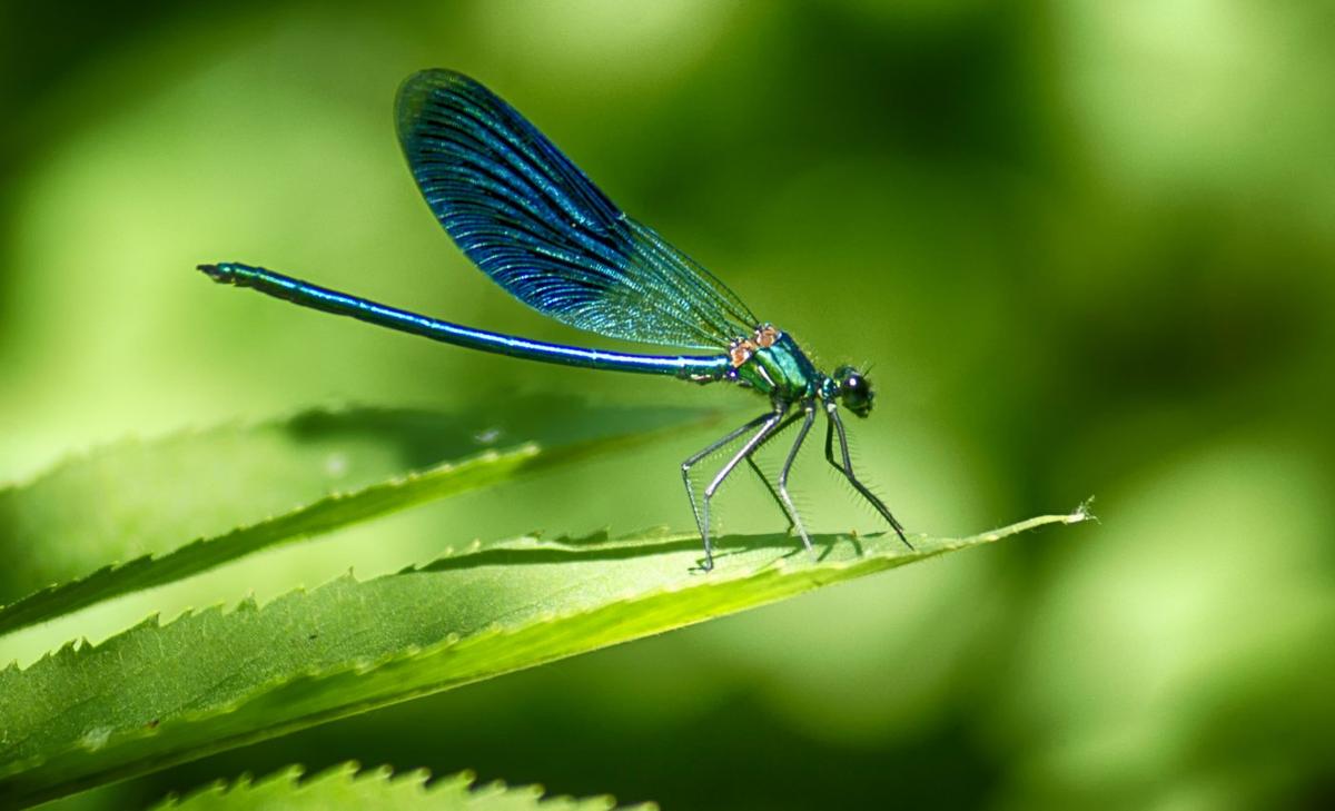 Dragonflies reveal mercury pollution levels in national parks