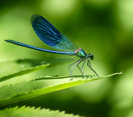 shutterstock_558603178.jpg