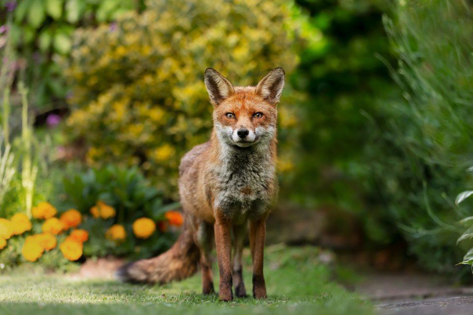 Foxes have been eating human scraps for 42,000 years