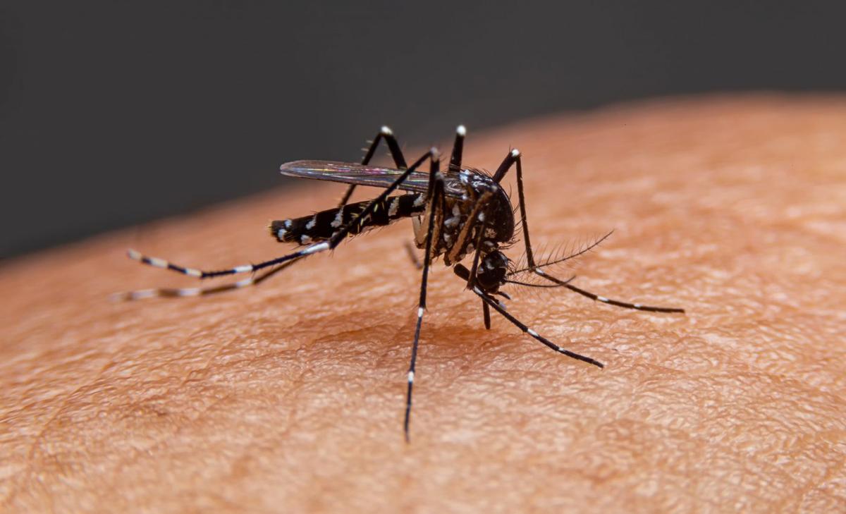 Why do some mosquitoes have a taste for human blood?