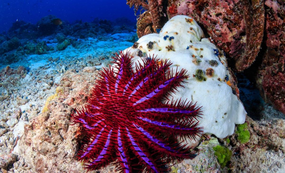 Starfish that prey on corals early in life become more destructive