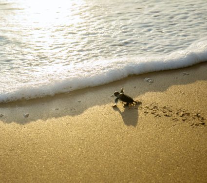 shutterstock_1144480505.jpg