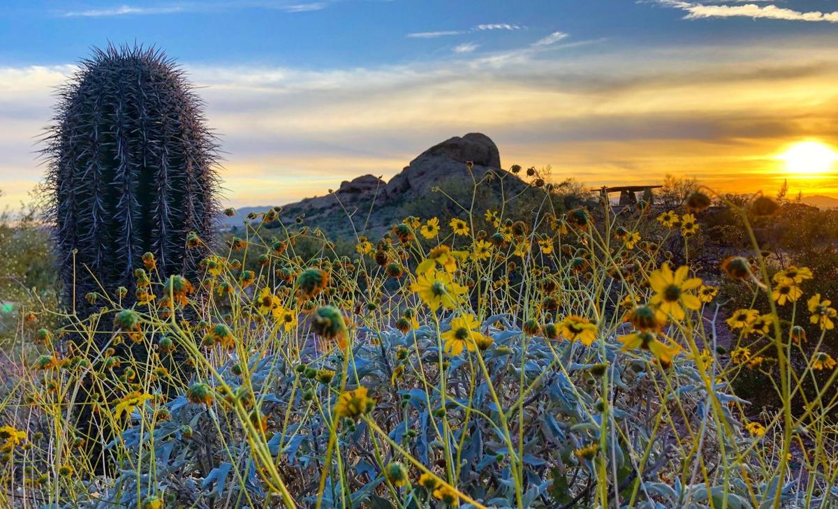 Desert shrubs become more efficient as temperatures rise