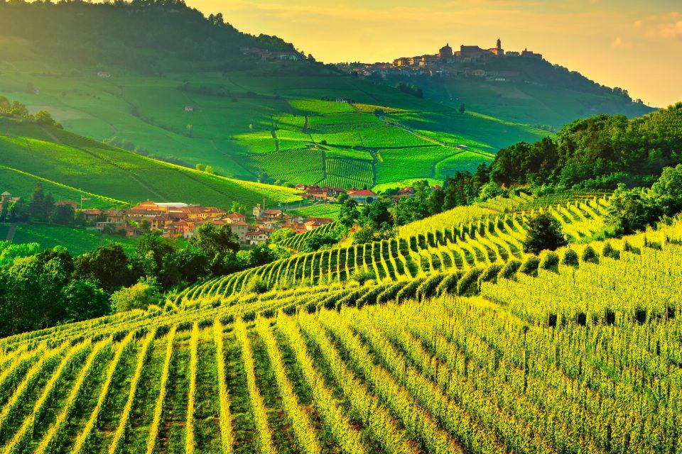 Notorious grape vine pest may soon be a problem of the past 