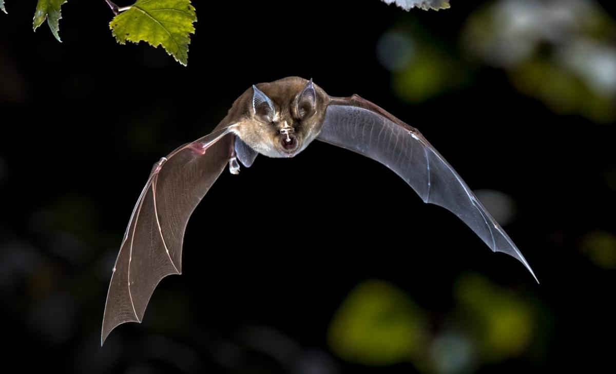 Viruses related to SARS-CoV-2 could cause future pandemics
