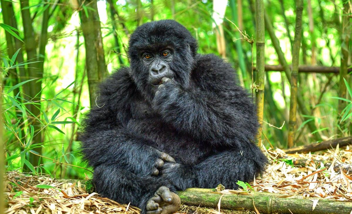 Large groups limit social diversity among mountain gorillas 