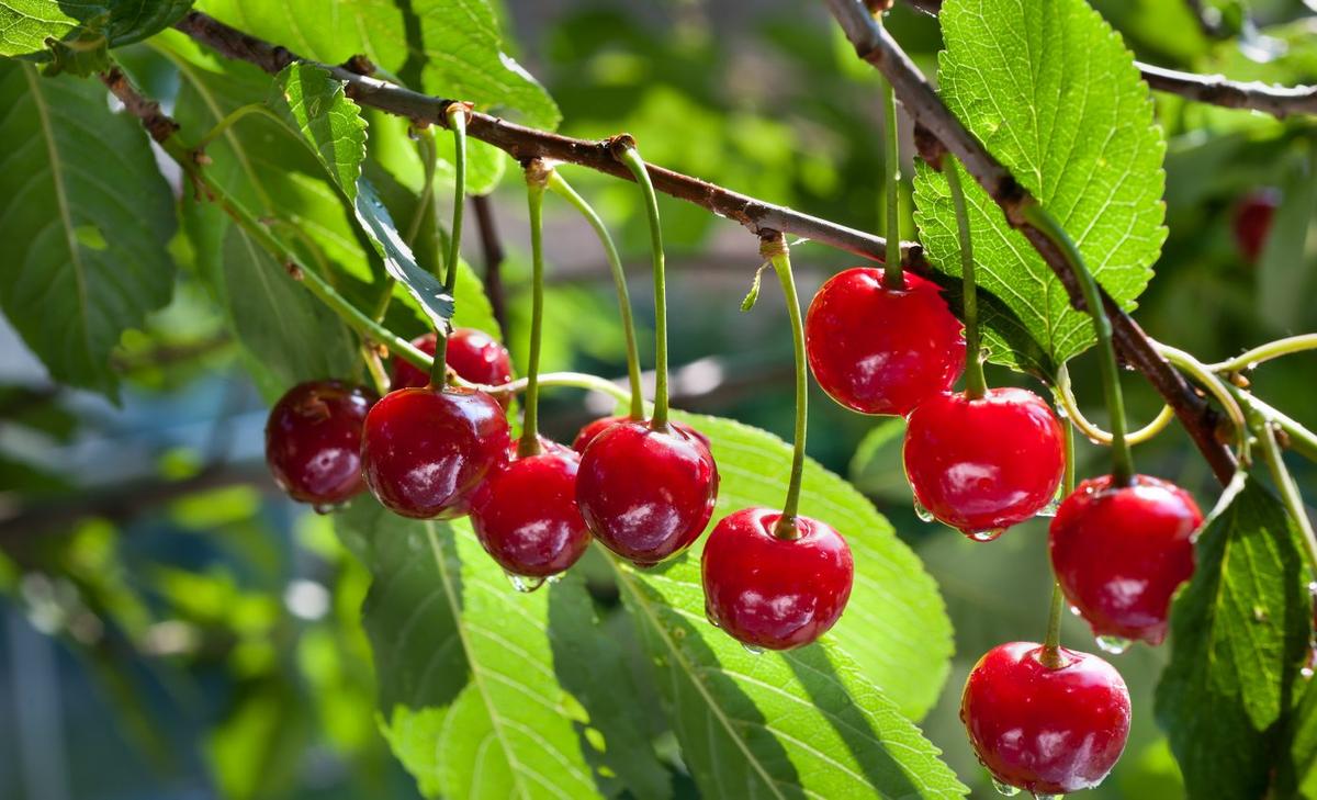 Dwindling numbers of pollinators threaten global food security