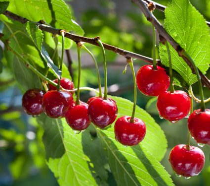 shutterstock_91347101.jpg
