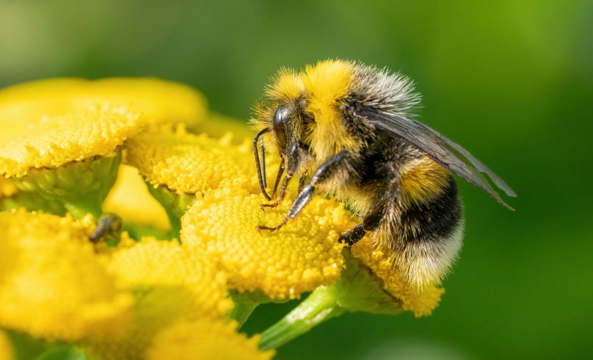 Bees use incredibly forceful buzzing for flower pollination 