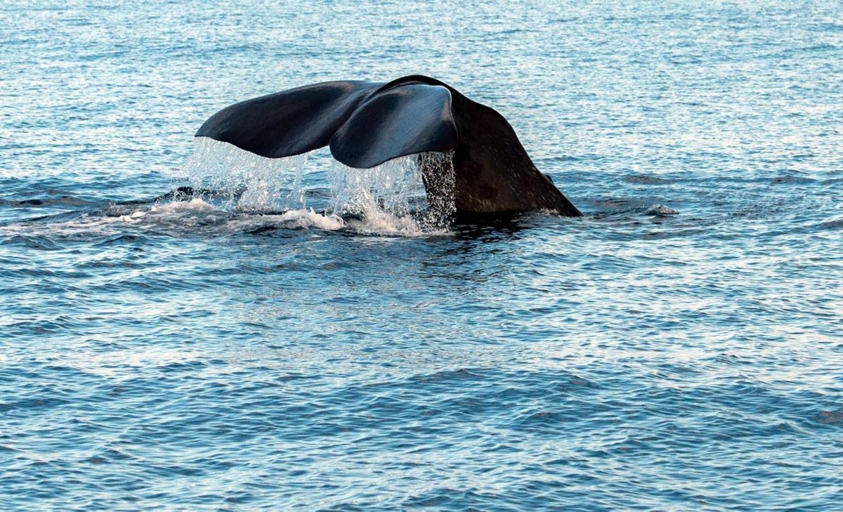 Robots used to monitor endangered sperm whales