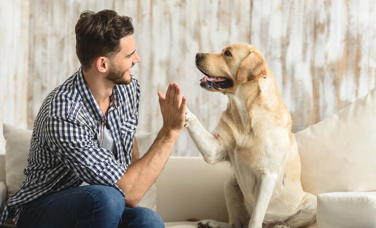 Dogs process speech in the same way as humans