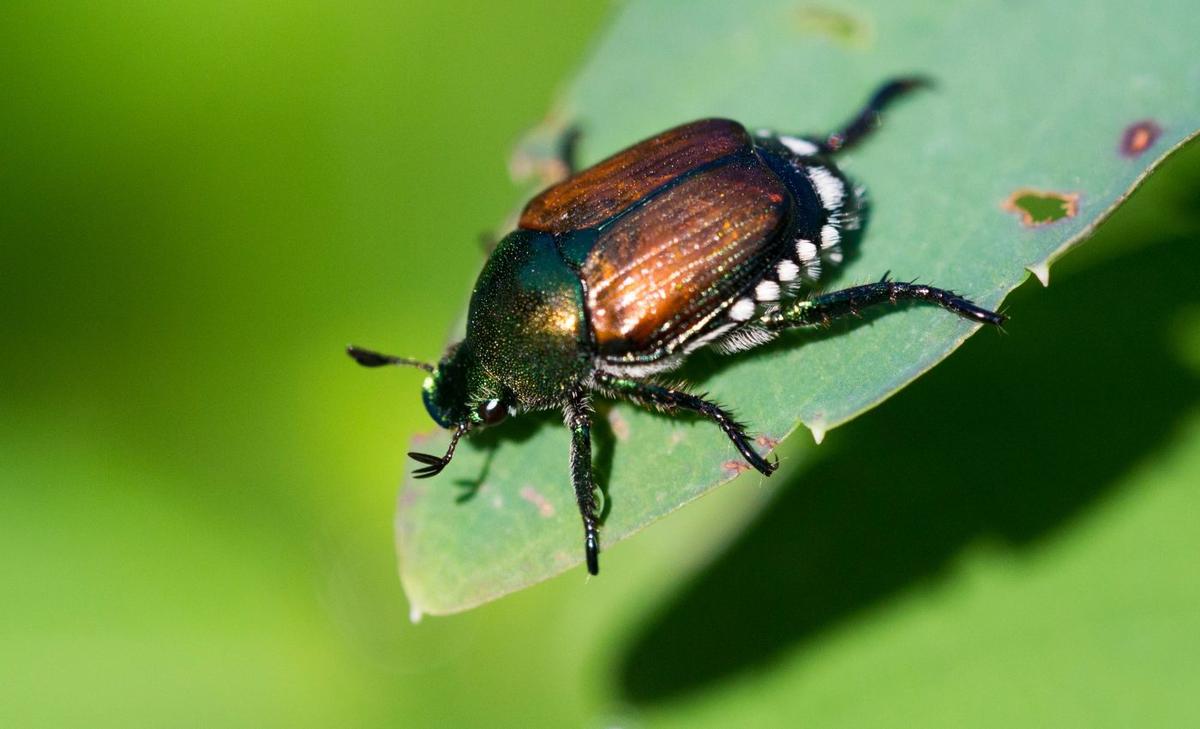 Beetles escape in frog feces after being swallowed