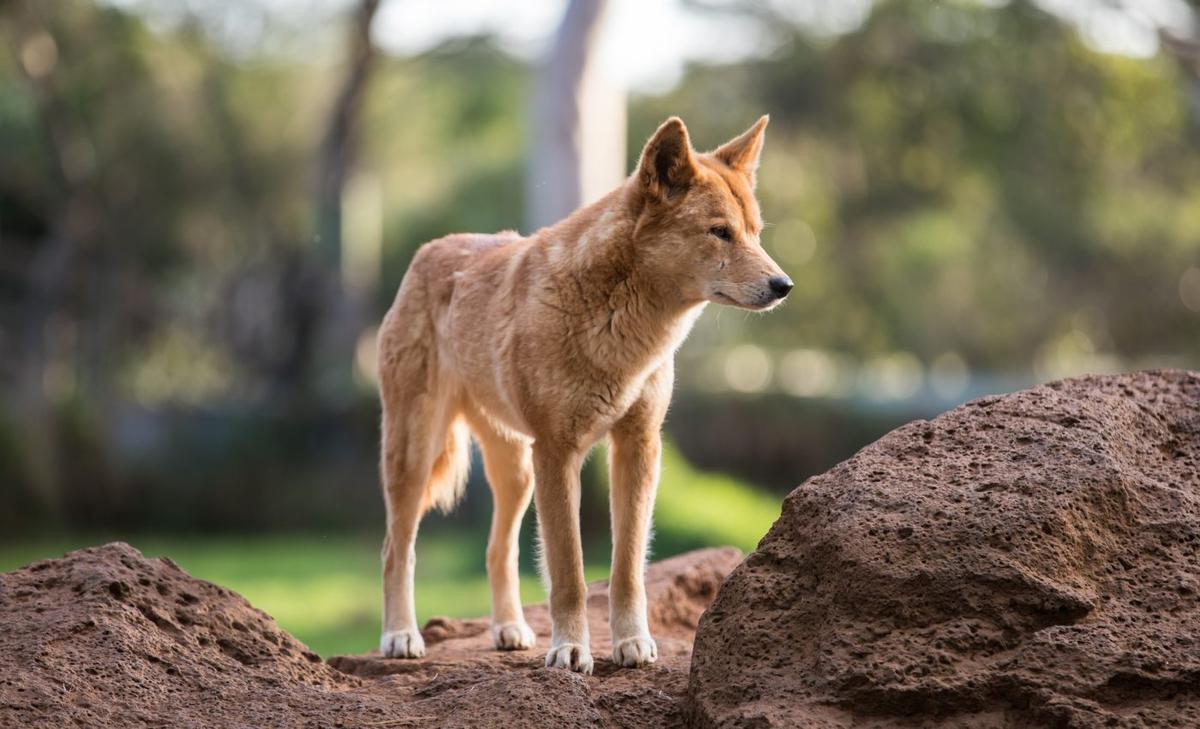 Poison intended to kill dingoes is helping them grow larger