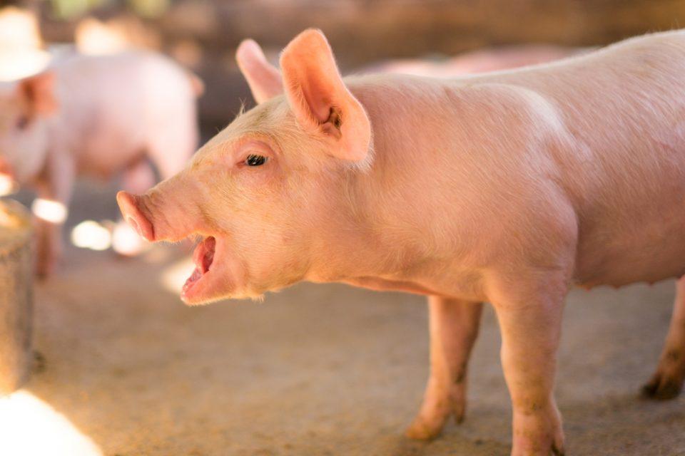 Land use changes increase risk of diseases like COVID-19