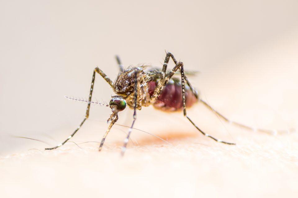 West Nile outbreaks may become common in southern California