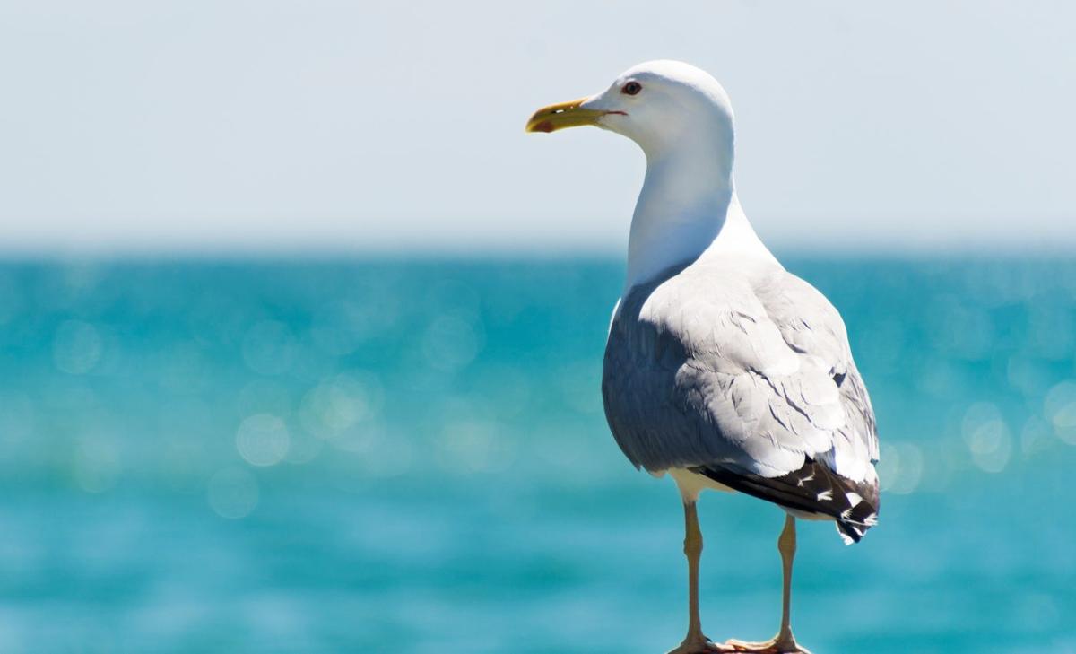 Economic value of seabird poop exceeds $1 billion annually