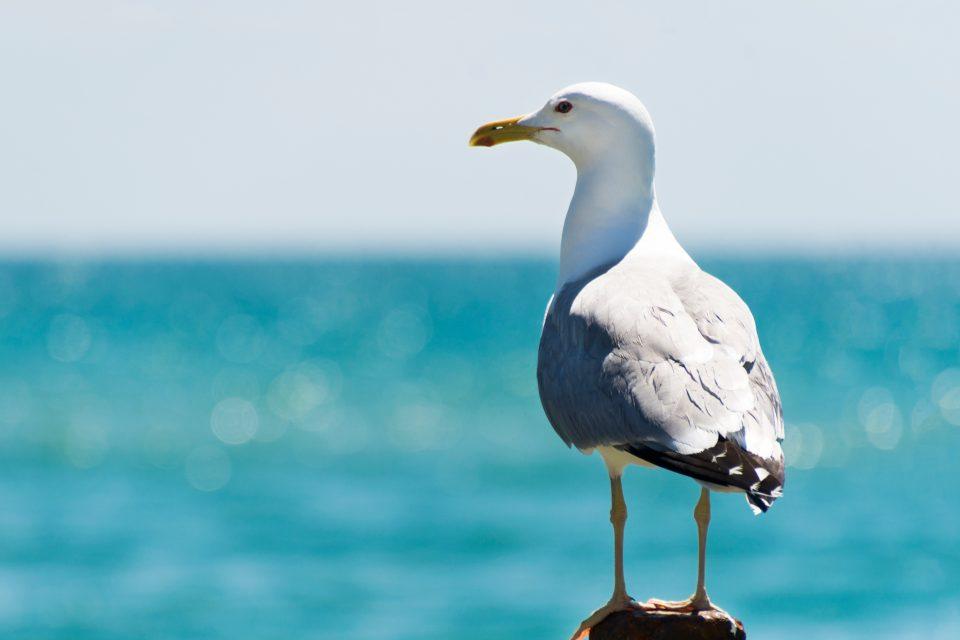 Economic value of seabird poop exceeds $1 billion annually