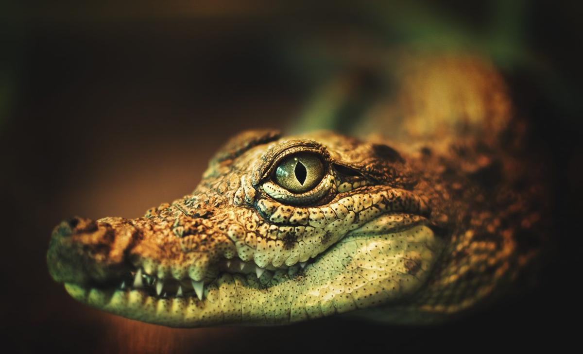 Prehistoric reptile had a long neck for hunting underwater