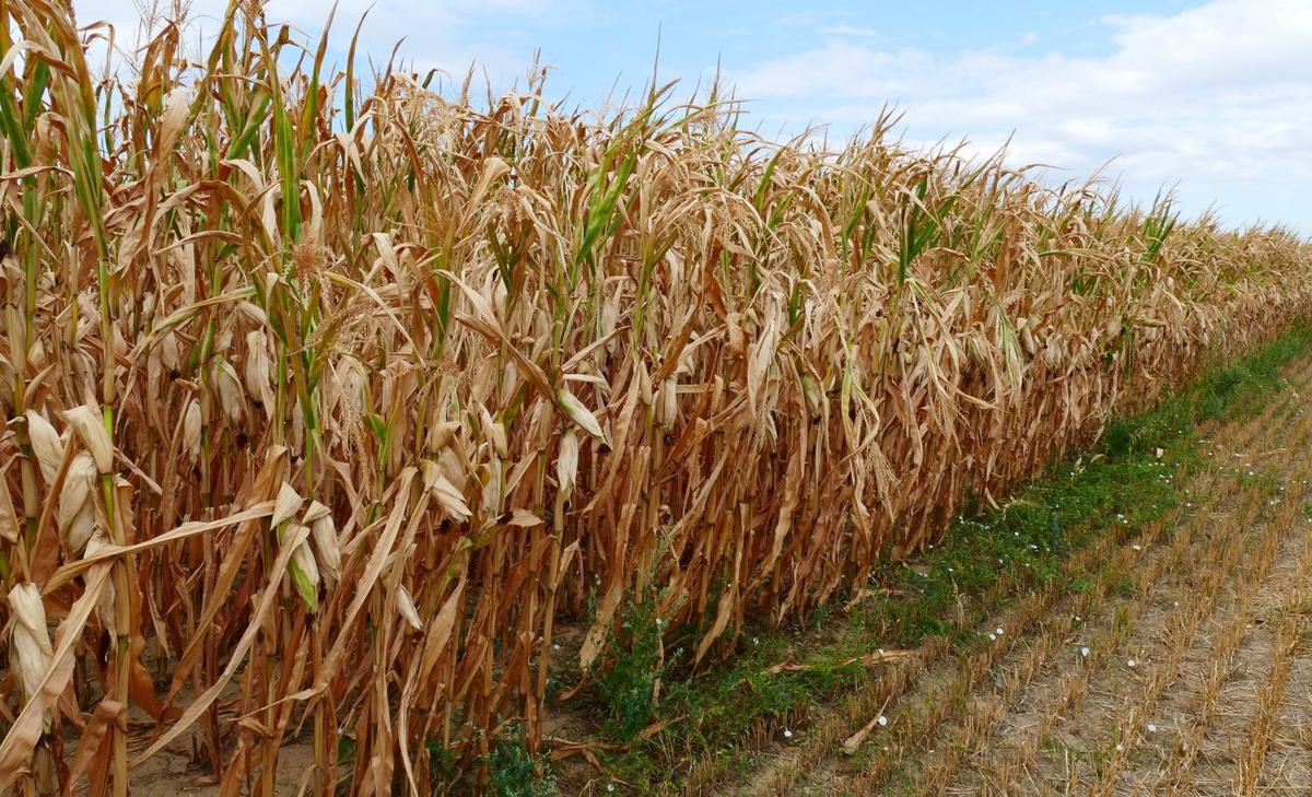 Droughts are harder to predict than previously realized