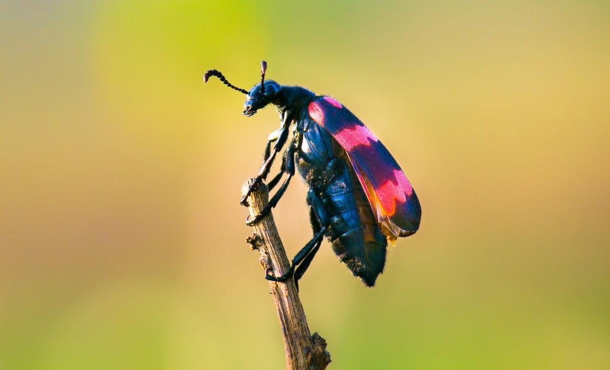 No signs of "insect apocalypse" in the United States