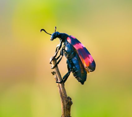 shutterstock_756257140.jpg