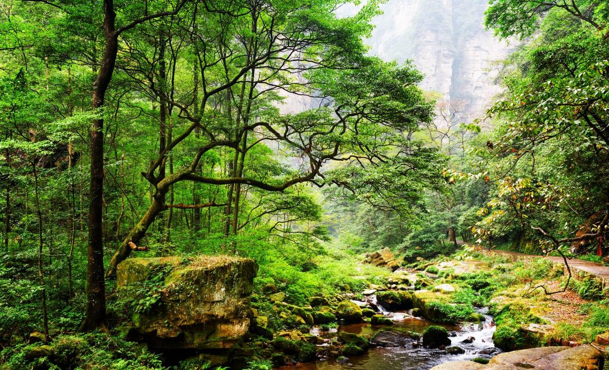Restoration projects help forests recover remarkably faster