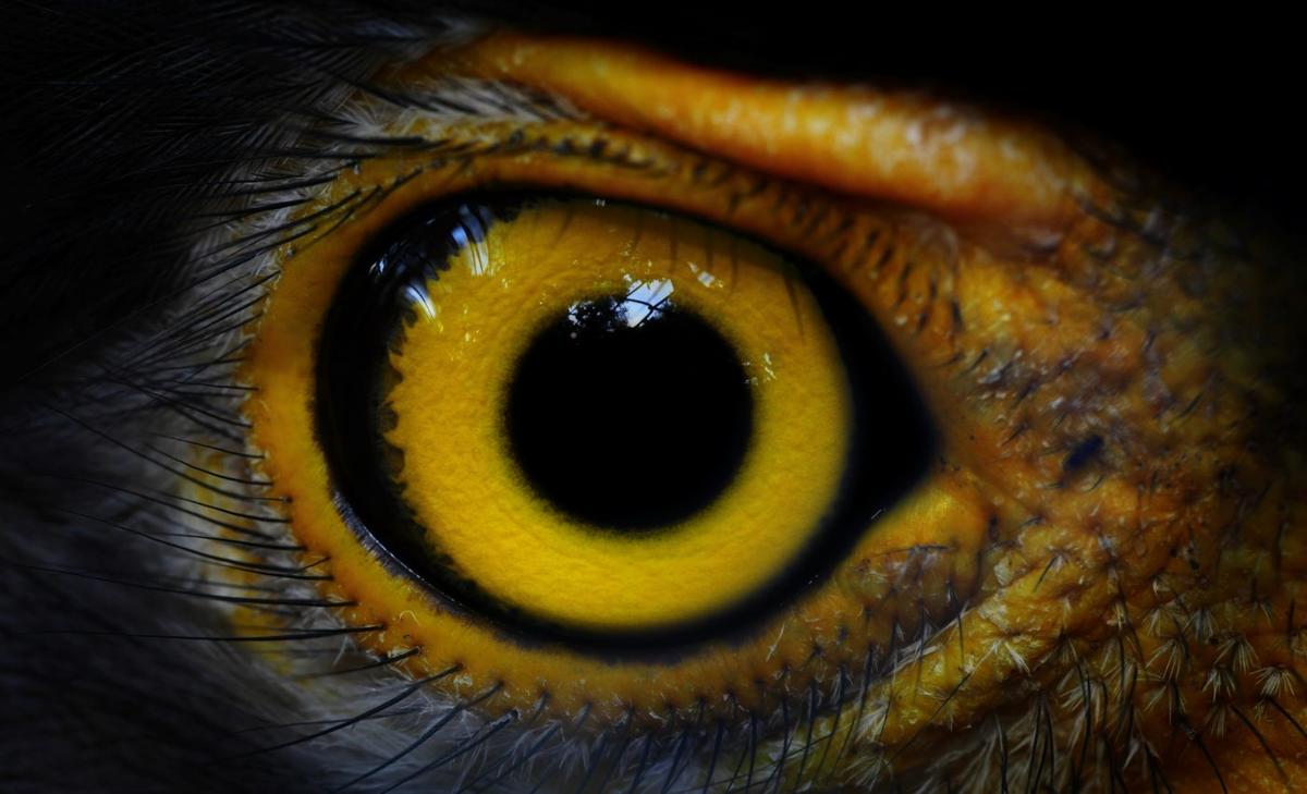 Bird and reptile tears are very similar to human tears