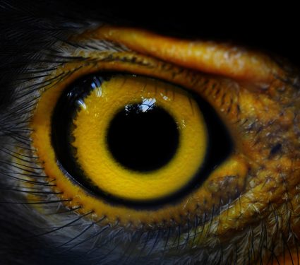 shutterstock_120183073.jpg