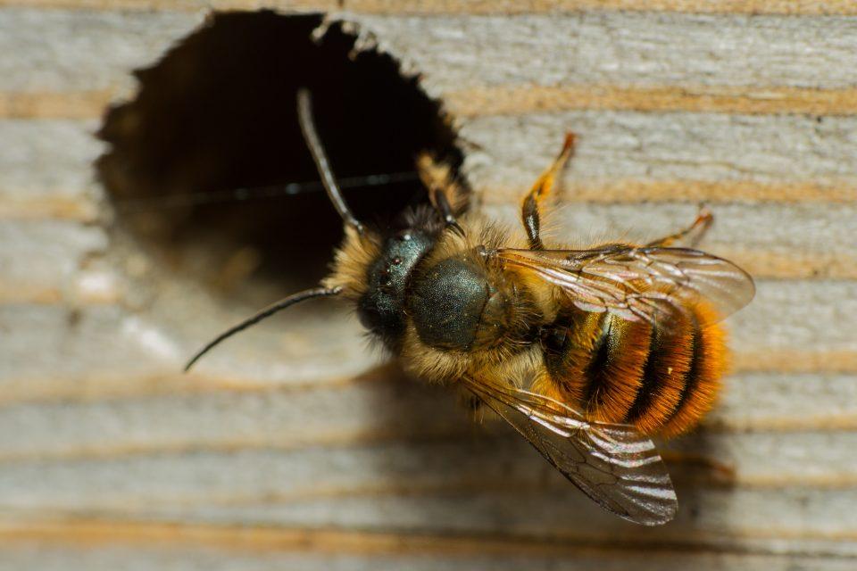 Air pollution is wiping out bees and other wild pollinators