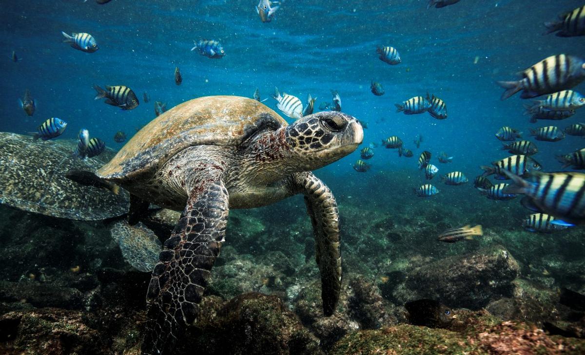 Ancient animals built ecosystems that diversified ocean life