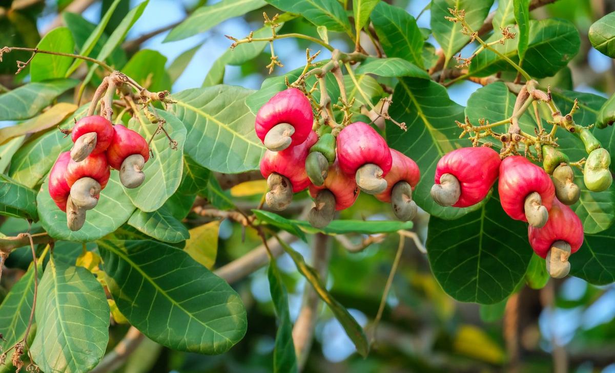 Compound in cashew shells repairs nerve damage