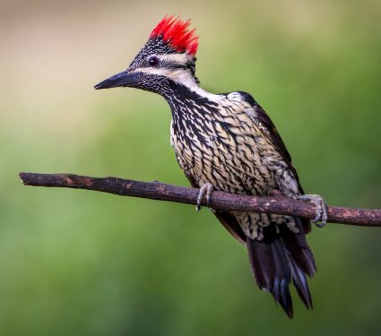 shutterstock_703379260.jpg